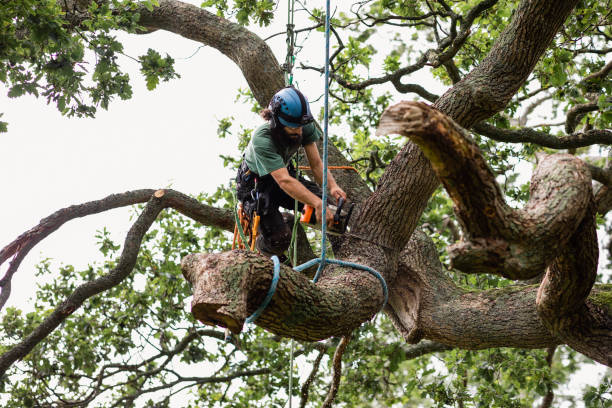 Best Commercial Tree Services  in Mount Washington, KY