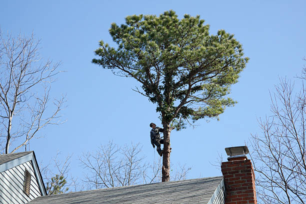 Trusted Mount Washington, KY Tree Removal Services Experts